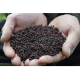 Pelete Sonubaits Spicy Sausage Halibut Pellets 3mm Pelete Sonubaits Spicy Sausage Halibut Pellets 3mm